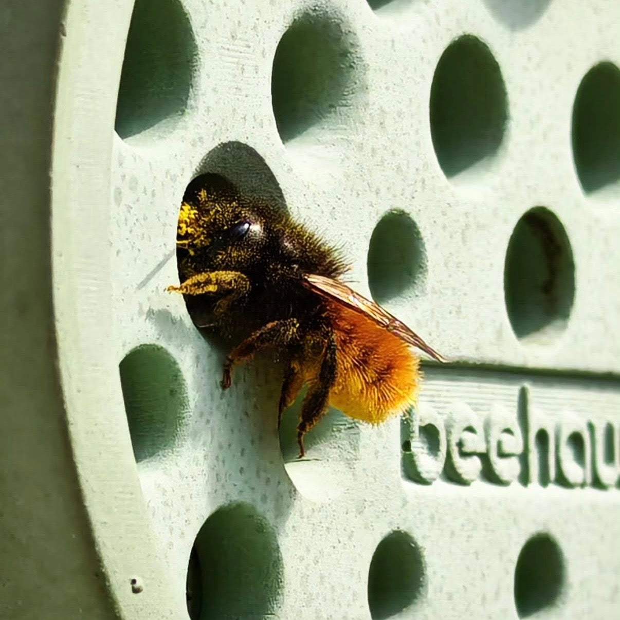 beehaus