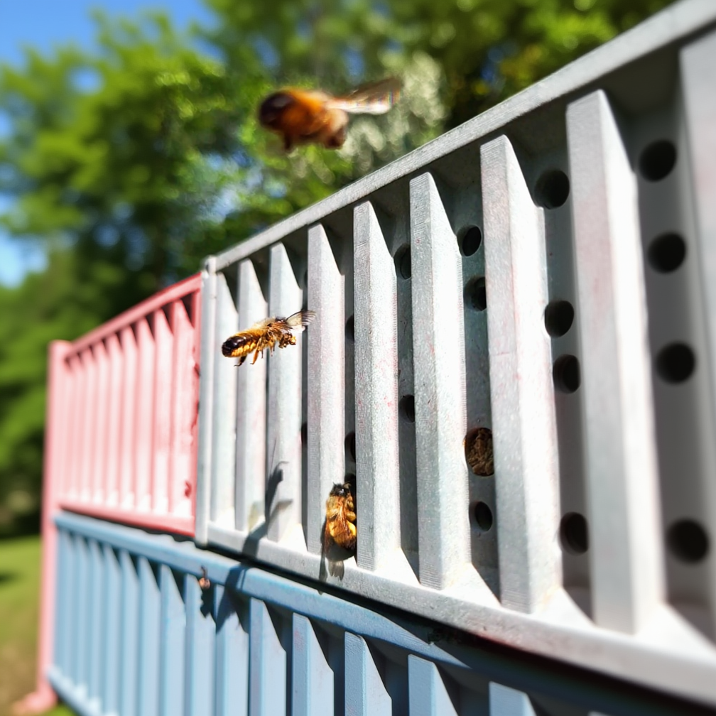 See-Container mit Bienen
