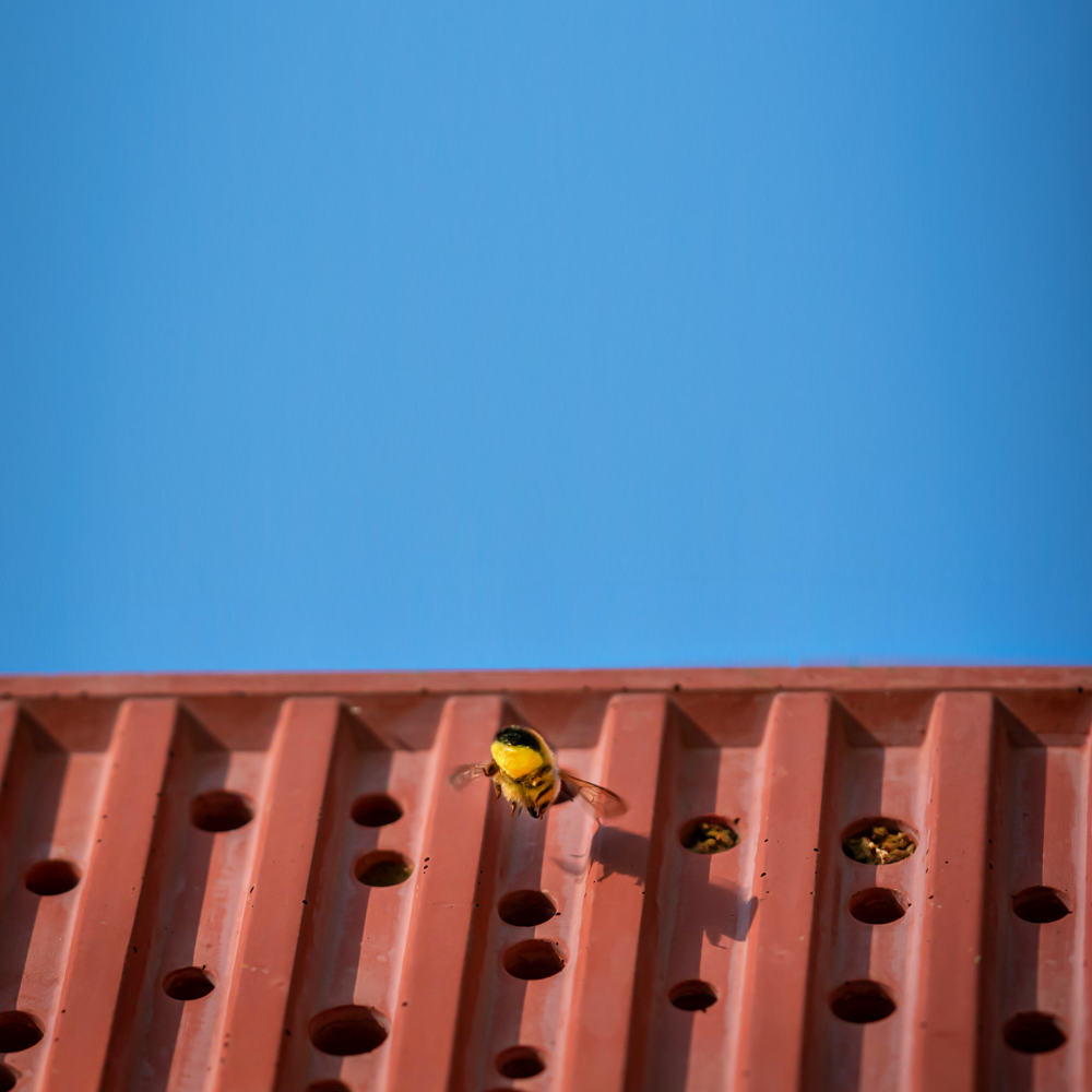 BEECONTAINER - Bienenhotel aus Beton im Container-Design
