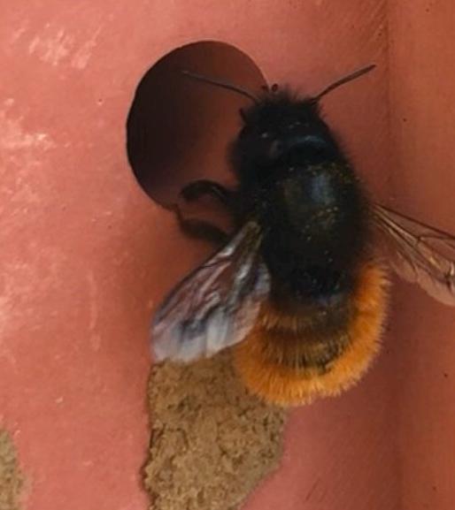 HERZ - Bienenhotel aus Beton