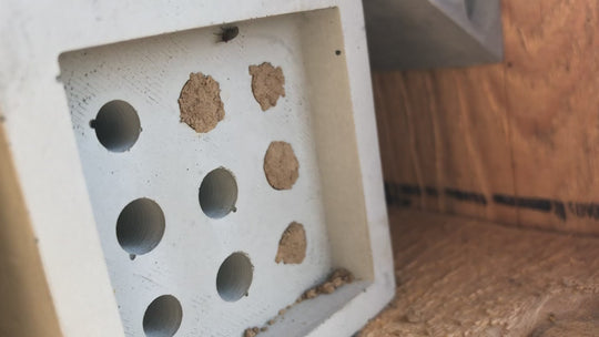 BEEHAUS 3er Set - Bienenhotel im Bauhaus-Design