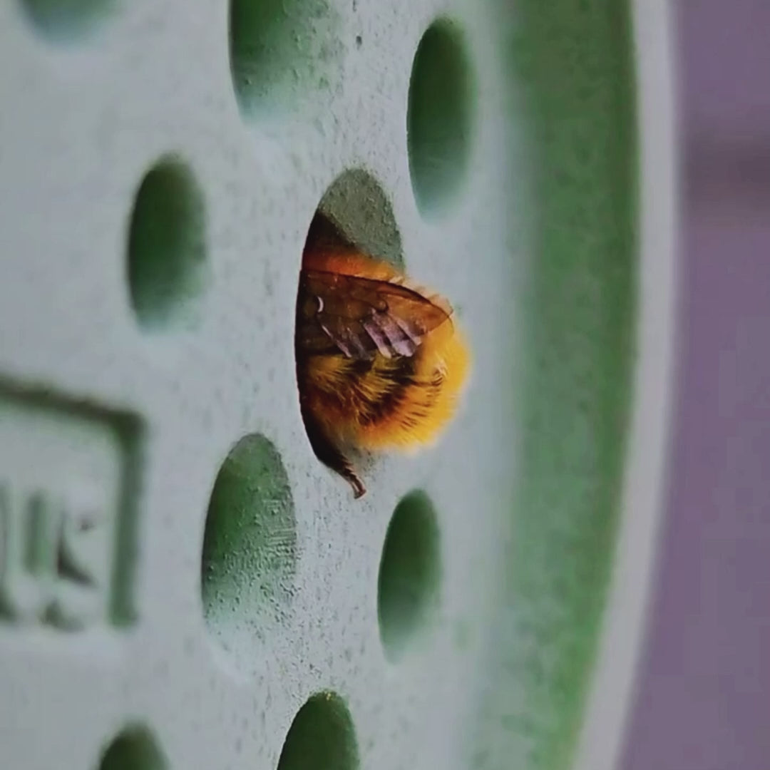 HERZ - Bienenhotel aus Beton